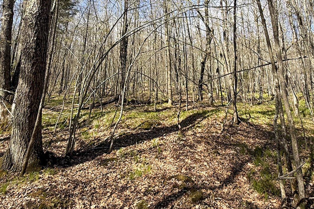 Buildable Northwoods Lot Near Fishtrap Lake – Priced to Sell