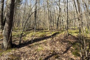 Buildable Northwoods Lot Near Fishtrap Lake – Priced to Sell
