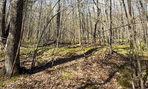 Buildable Northwoods Lot Near Fishtrap Lake – Priced to Sell