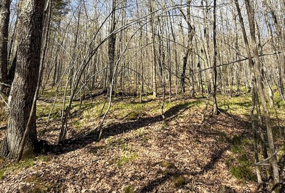 Buildable Northwoods Lot Near Fishtrap Lake – Priced to Sell