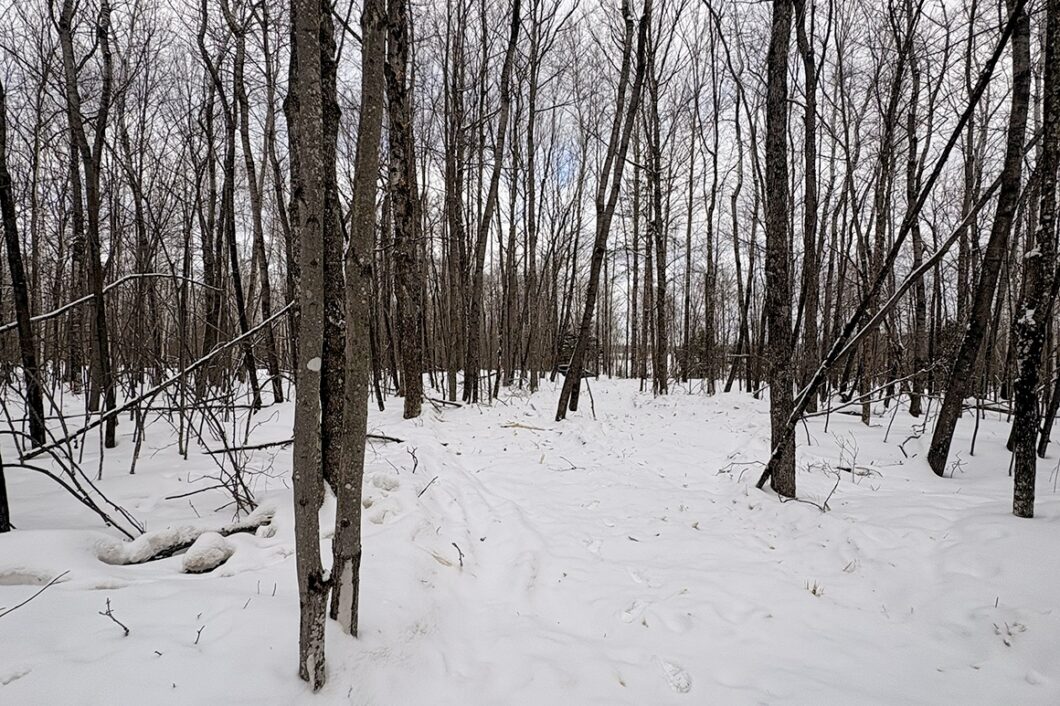 Buildable Northwoods Lot Near Fishtrap Lake – Priced to Sell