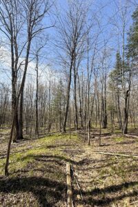 Buildable Northwoods Lot Near Fishtrap Lake – Priced to Sell