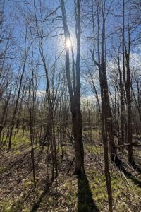 Buildable Northwoods Lot Near Fishtrap Lake – Priced to Sell