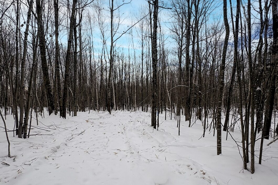 7.7 Acres of Secluded Northwoods Land Adjoining Public Forest