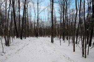 7.7 Acres of Secluded Northwoods Land Adjoining Public Forest