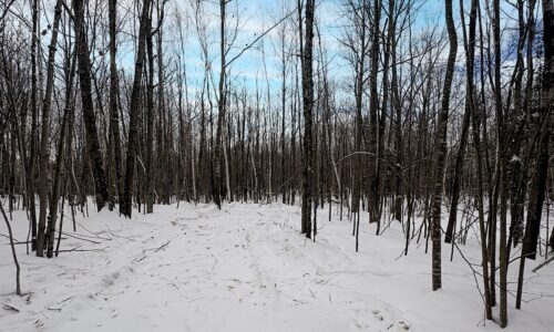 7.7 Acres of Secluded Northwoods Land Adjoining Public Forest