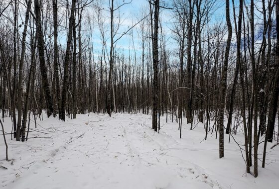 7.7 Acres of Secluded Northwoods Land Adjoining Public Forest