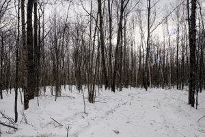 7.7 Acres of Secluded Northwoods Land Adjoining Public Forest