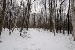 7.7 Acres of Secluded Northwoods Land Adjoining Public Forest