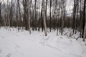 7.7 Acres of Secluded Northwoods Land Adjoining Public Forest