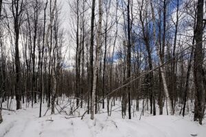 7.7 Acres of Secluded Northwoods Land Adjoining Public Forest