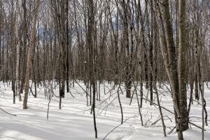 7.7 Acres of Secluded Northwoods Land Adjoining Public Forest