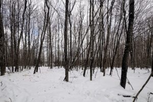 7.7 Acres of Secluded Northwoods Land Adjoining Public Forest