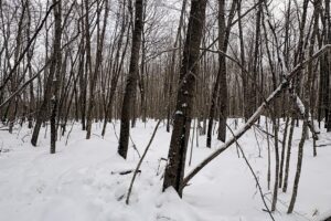 7.7 Acres of Secluded Northwoods Land Adjoining Public Forest