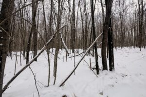 7.7 Acres of Secluded Northwoods Land Adjoining Public Forest