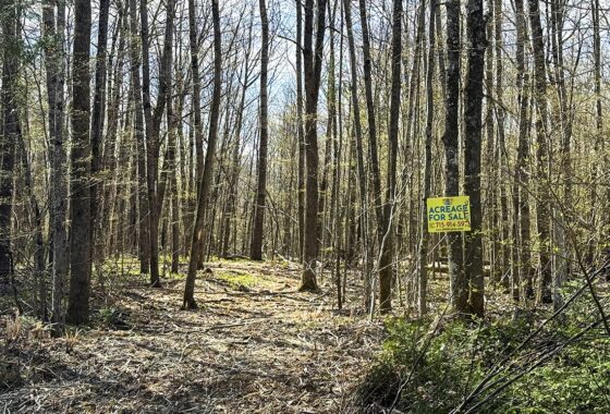 Wooded Buildable Land Near Fishtrap Lake & Trail Systems