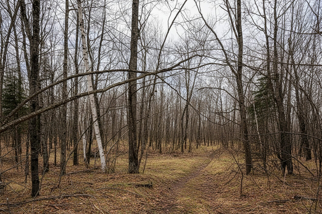 Wooded Buildable Land Near Fishtrap Lake & Trail Systems