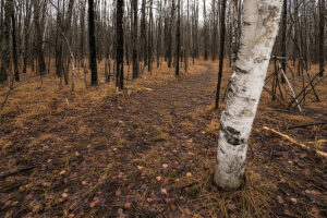 Wooded Buildable Land Near Fishtrap Lake & Trail Systems