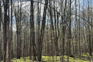 Wooded Buildable Land Near Fishtrap Lake & Trail Systems