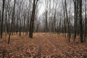 Wooded Buildable Land Near Fishtrap Lake & Trail Systems