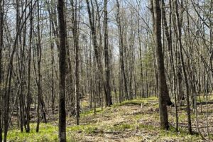 Wooded Buildable Land Near Fishtrap Lake & Trail Systems
