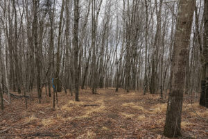 Wooded Buildable Land Near Fishtrap Lake & Trail Systems