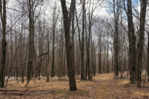 Wooded Buildable Land Near Fishtrap Lake & Trail Systems