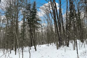 10.86 Acres For Sale Near Fishtrap Lake – Winter, WI