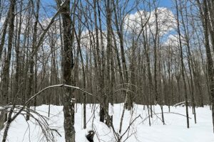10.86 Acres For Sale Near Fishtrap Lake – Winter, WI
