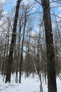 10.86 Acres For Sale Near Fishtrap Lake – Winter, WI