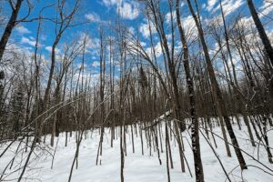 10.86 Acres For Sale Near Fishtrap Lake – Winter, WI