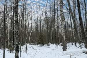 10.86 Acres For Sale Near Fishtrap Lake – Winter, WI