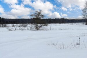 2.74 Acres Buildable Wooded Land For Sale Near Fishtrap Lake – Winter, WI