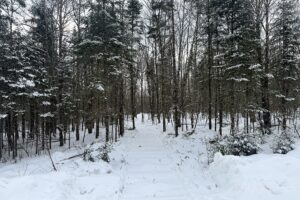 2.74 Acres Buildable Wooded Land For Sale Near Fishtrap Lake – Winter, WI