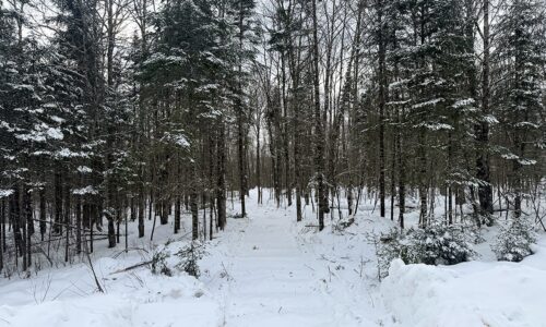 2.74 Acres Buildable Wooded Land For Sale Near Fishtrap Lake – Winter, WI
