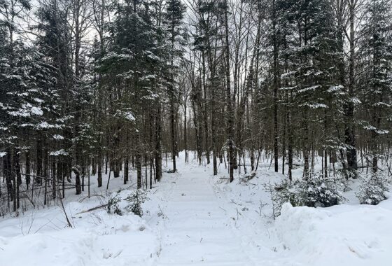 2.74 Acres Buildable Wooded Land For Sale Near Fishtrap Lake – Winter, WI