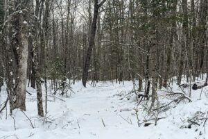 2.74 Acres Buildable Wooded Land For Sale Near Fishtrap Lake – Winter, WI