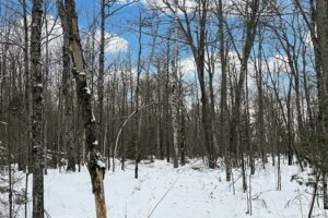 2.74 Acres Buildable Wooded Land For Sale Near Fishtrap Lake – Winter, WI
