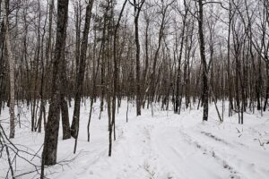 Northern WI Land Bordering National Forest!