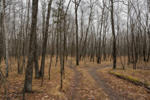 Northern WI Land Bordering National Forest!