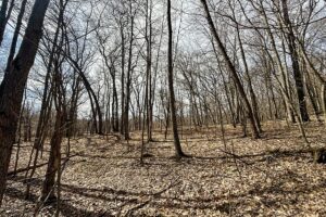 Buildable wooded parcel for sale in Rusk County near Chetek, offering a quiet setting on a maintained dead-end road.