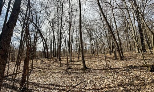 Buildable wooded parcel for sale in Rusk County near Chetek, offering a quiet setting on a maintained dead-end road.