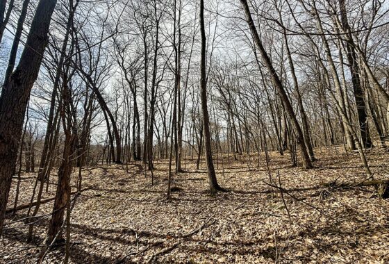 Buildable wooded parcel for sale in Rusk County near Chetek, offering a quiet setting on a maintained dead-end road.
