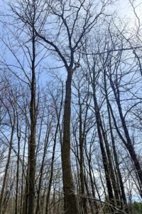 Buildable wooded parcel for sale in Rusk County near Chetek, offering a quiet setting on a maintained dead-end road.