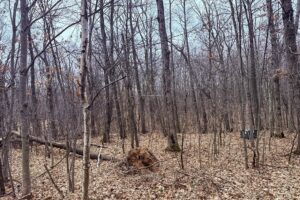 Buildable wooded parcel for sale in Rusk County near Chetek, offering a quiet setting on a maintained dead-end road.