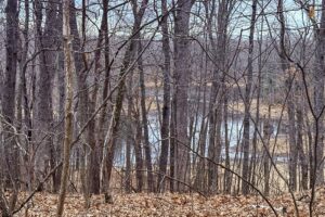 Buildable wooded parcel for sale in Rusk County near Chetek, offering a quiet setting on a maintained dead-end road.