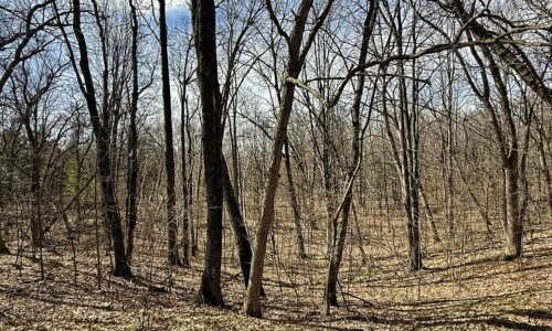 Buildable wooded land for sale in Rusk County near Chetek, offering a quiet setting on a maintained dead-end road.