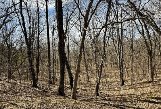 Buildable wooded land for sale in Rusk County near Chetek, offering a quiet setting on a maintained dead-end road.