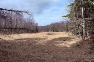 Buildable wooded land for sale in Rusk County near Chetek, offering a quiet setting on a maintained dead-end road.