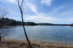 Buildable wooded land for sale in Rusk County near Chetek, offering a quiet setting on a maintained dead-end road.